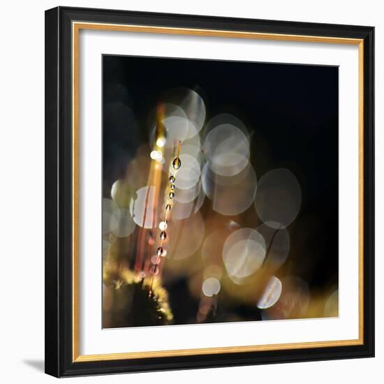 Secret Garden-Ursula Abresch-Framed Photographic Print