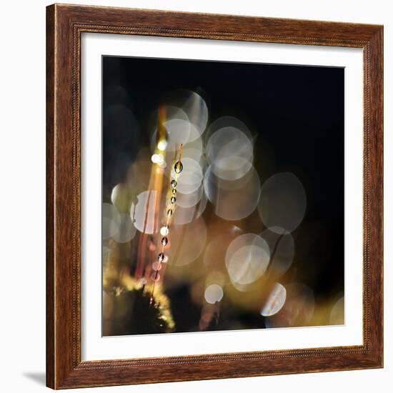 Secret Garden-Ursula Abresch-Framed Photographic Print