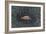 Secret Place 2, 2009-Evelyn Williams-Framed Giclee Print