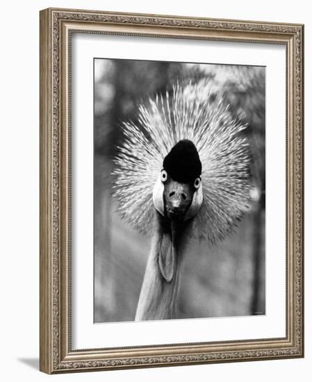 Secretary Bird, Bird of Prey-null-Framed Photographic Print