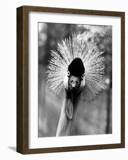 Secretary Bird, Bird of Prey-null-Framed Photographic Print