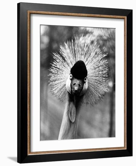 Secretary Bird, Bird of Prey-null-Framed Photographic Print