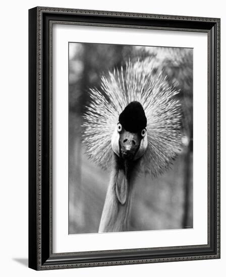 Secretary Bird, Bird of Prey-null-Framed Photographic Print