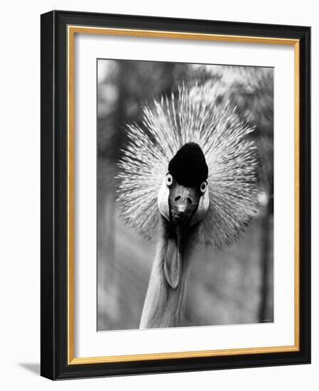 Secretary Bird, Bird of Prey-null-Framed Photographic Print