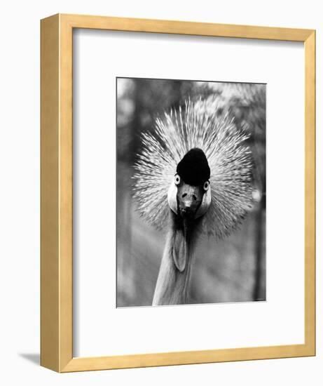 Secretary Bird, Bird of Prey-null-Framed Photographic Print