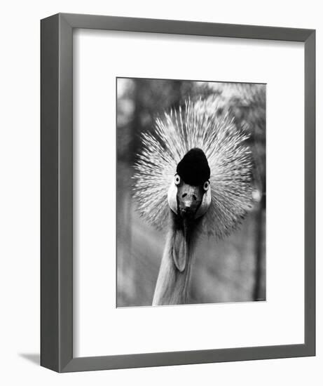 Secretary Bird, Bird of Prey-null-Framed Photographic Print