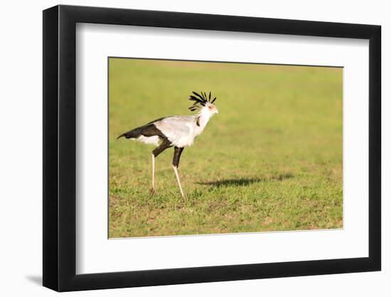 Secretary bird, Masai Mara, Kenya, East Africa, Africa-Karen Deakin-Framed Photographic Print