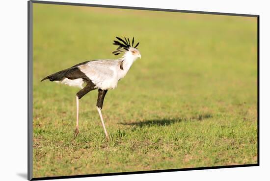 Secretary bird, Masai Mara, Kenya, East Africa, Africa-Karen Deakin-Mounted Photographic Print
