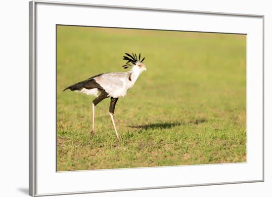 Secretary bird, Masai Mara, Kenya, East Africa, Africa-Karen Deakin-Framed Photographic Print