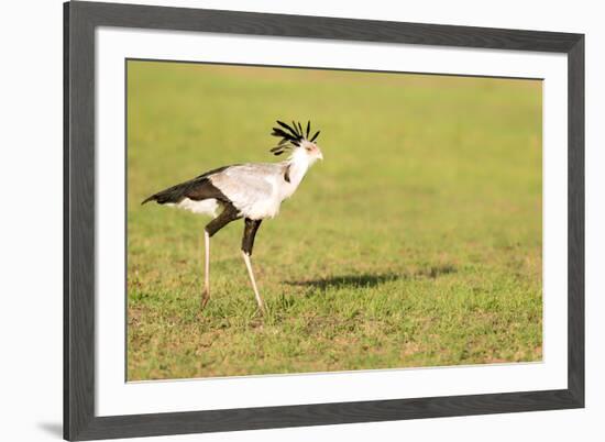 Secretary bird, Masai Mara, Kenya, East Africa, Africa-Karen Deakin-Framed Photographic Print