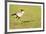 Secretary bird, Masai Mara, Kenya, East Africa, Africa-Karen Deakin-Framed Photographic Print