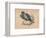 'Secretary Bird' (Sagittarius serpentarius), c1850, (1856)-Unknown-Framed Giclee Print