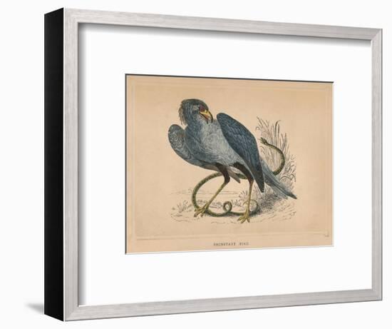 'Secretary Bird' (Sagittarius serpentarius), c1850, (1856)-Unknown-Framed Giclee Print