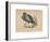 'Secretary Bird' (Sagittarius serpentarius), c1850, (1856)-Unknown-Framed Giclee Print