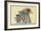 Secretary Bird-Louis Agassiz Fuertes-Framed Art Print