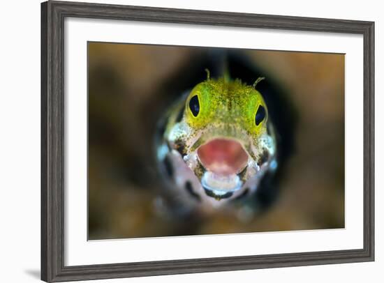 Secretary Blenny (Acanthemblemari Maria) Yawns As It Peers Out From A Hole In The Reef-Alex Mustard-Framed Photographic Print