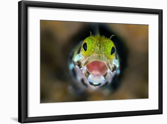 Secretary Blenny (Acanthemblemari Maria) Yawns As It Peers Out From A Hole In The Reef-Alex Mustard-Framed Photographic Print