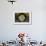 Secretary Blenny (Acanthemblemari Maria) Yawns As It Peers Out From A Hole In The Reef-Alex Mustard-Framed Photographic Print displayed on a wall