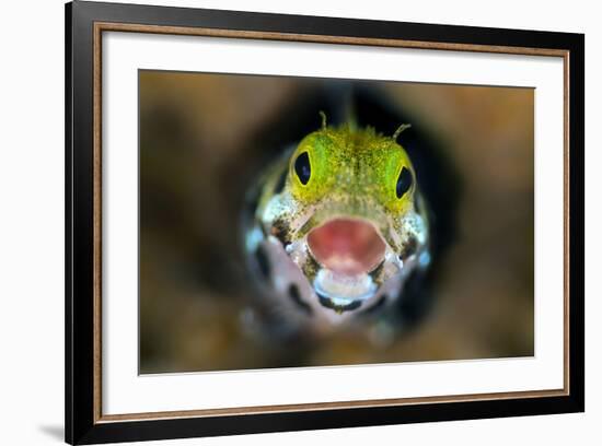 Secretary Blenny (Acanthemblemari Maria) Yawns As It Peers Out From A Hole In The Reef-Alex Mustard-Framed Photographic Print