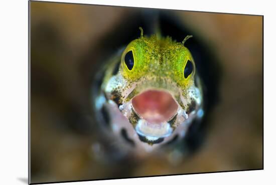 Secretary Blenny (Acanthemblemari Maria) Yawns As It Peers Out From A Hole In The Reef-Alex Mustard-Mounted Photographic Print