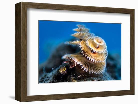 Secretary blenny hiding underneath a Christmas tree worm-Russell Laman-Framed Photographic Print