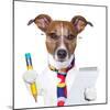 Secretary Dog-Javier Brosch-Mounted Photographic Print