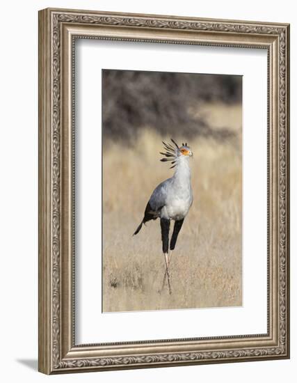 Secretarybird (Sagittarius serpentarius), Kgalagadi Transfrontier Park, South Africa, Africa-Ann and Steve Toon-Framed Photographic Print