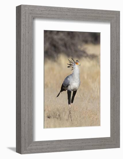 Secretarybird (Sagittarius serpentarius), Kgalagadi Transfrontier Park, South Africa, Africa-Ann and Steve Toon-Framed Photographic Print