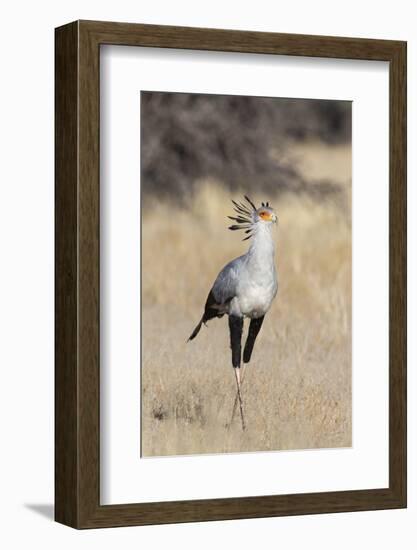 Secretarybird (Sagittarius serpentarius), Kgalagadi Transfrontier Park, South Africa, Africa-Ann and Steve Toon-Framed Photographic Print