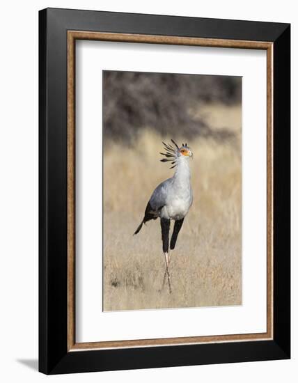 Secretarybird (Sagittarius serpentarius), Kgalagadi Transfrontier Park, South Africa, Africa-Ann and Steve Toon-Framed Photographic Print