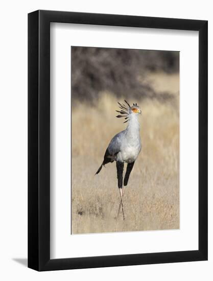 Secretarybird (Sagittarius serpentarius), Kgalagadi Transfrontier Park, South Africa, Africa-Ann and Steve Toon-Framed Photographic Print