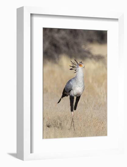 Secretarybird (Sagittarius serpentarius), Kgalagadi Transfrontier Park, South Africa, Africa-Ann and Steve Toon-Framed Photographic Print