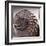 Section of Fossil Nautilus Shell-Unknown-Framed Giclee Print