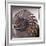 Section of Fossil Nautilus Shell-Unknown-Framed Giclee Print