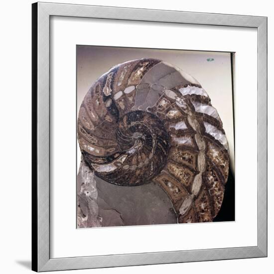 Section of Fossil Nautilus Shell-Unknown-Framed Giclee Print