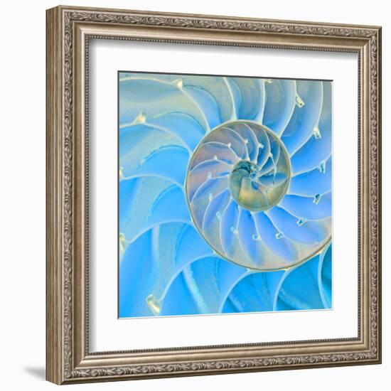 Section Of Nautilus Shell-null-Framed Art Print