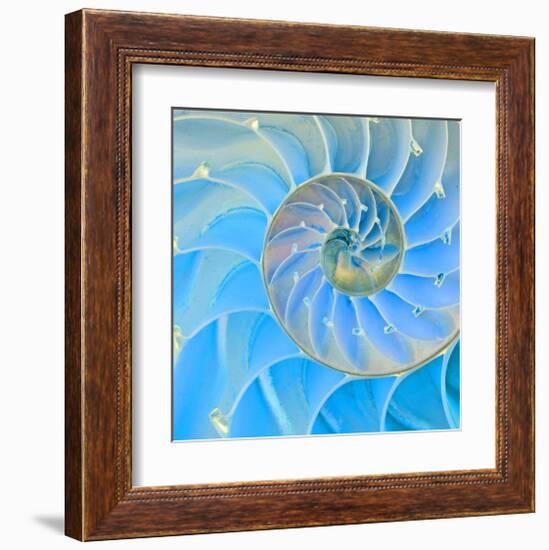 Section Of Nautilus Shell-null-Framed Art Print