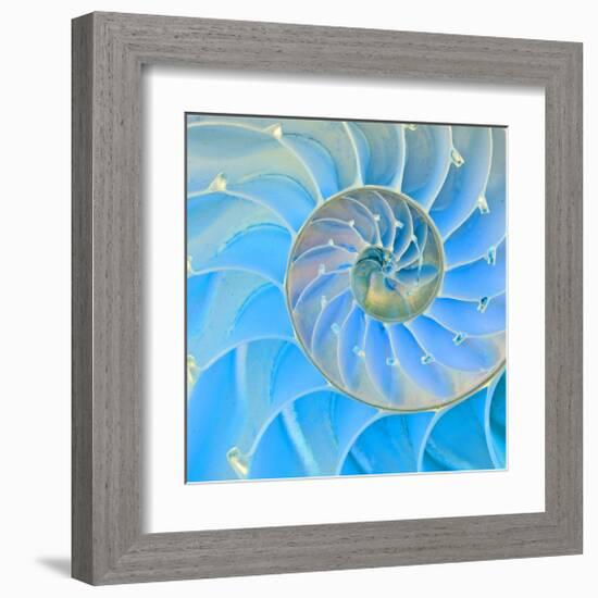 Section Of Nautilus Shell-null-Framed Art Print