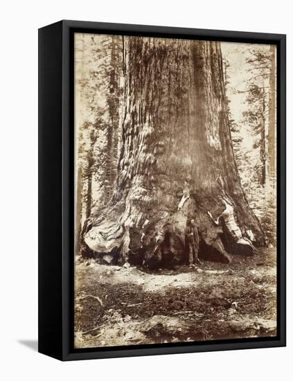 Section of the Grizzly Giant with Galen Clark, Mariposa Grove, Yosemite, 1865-66-Carleton Emmons Watkins-Framed Premier Image Canvas