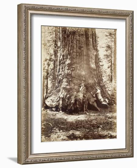 Section of the Grizzly Giant with Galen Clark, Mariposa Grove, Yosemite, 1865-66-Carleton Emmons Watkins-Framed Photographic Print