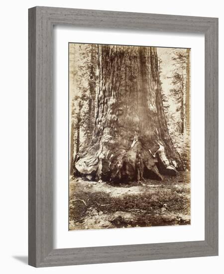 Section of the Grizzly Giant with Galen Clark, Mariposa Grove, Yosemite, 1865-66-Carleton Emmons Watkins-Framed Photographic Print