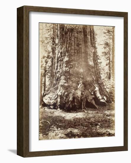 Section of the Grizzly Giant with Galen Clark, Mariposa Grove, Yosemite, 1865-66-Carleton Emmons Watkins-Framed Photographic Print