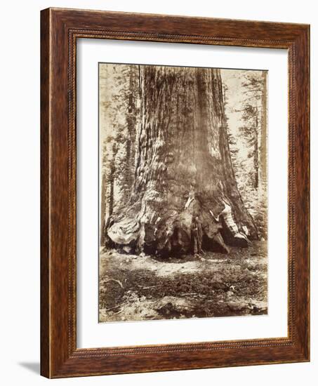 Section of the Grizzly Giant with Galen Clark, Mariposa Grove, Yosemite, 1865-66-Carleton Emmons Watkins-Framed Photographic Print