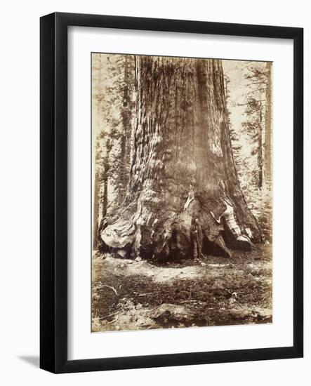 Section of the Grizzly Giant with Galen Clark, Mariposa Grove, Yosemite, 1865-66-Carleton Emmons Watkins-Framed Photographic Print