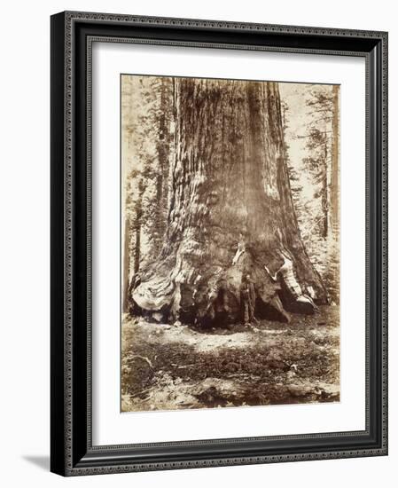 Section of the Grizzly Giant with Galen Clark, Mariposa Grove, Yosemite, 1865-66-Carleton Emmons Watkins-Framed Photographic Print