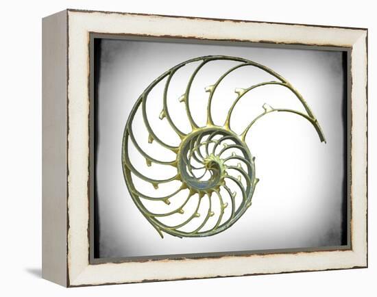 Sectioned Shell of a Nautilus, Artwork-PASIEKA-Framed Premier Image Canvas