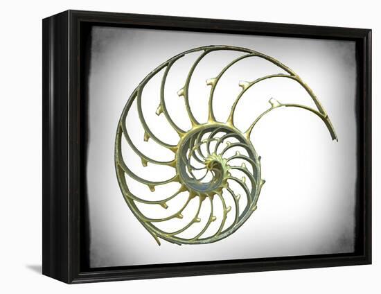 Sectioned Shell of a Nautilus, Artwork-PASIEKA-Framed Premier Image Canvas