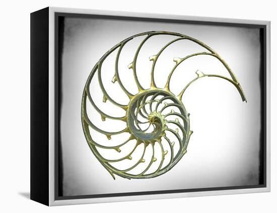 Sectioned Shell of a Nautilus, Artwork-PASIEKA-Framed Premier Image Canvas