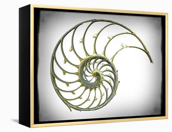 Sectioned Shell of a Nautilus, Artwork-PASIEKA-Framed Premier Image Canvas