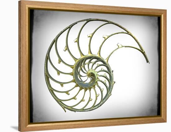 Sectioned Shell of a Nautilus, Artwork-PASIEKA-Framed Premier Image Canvas